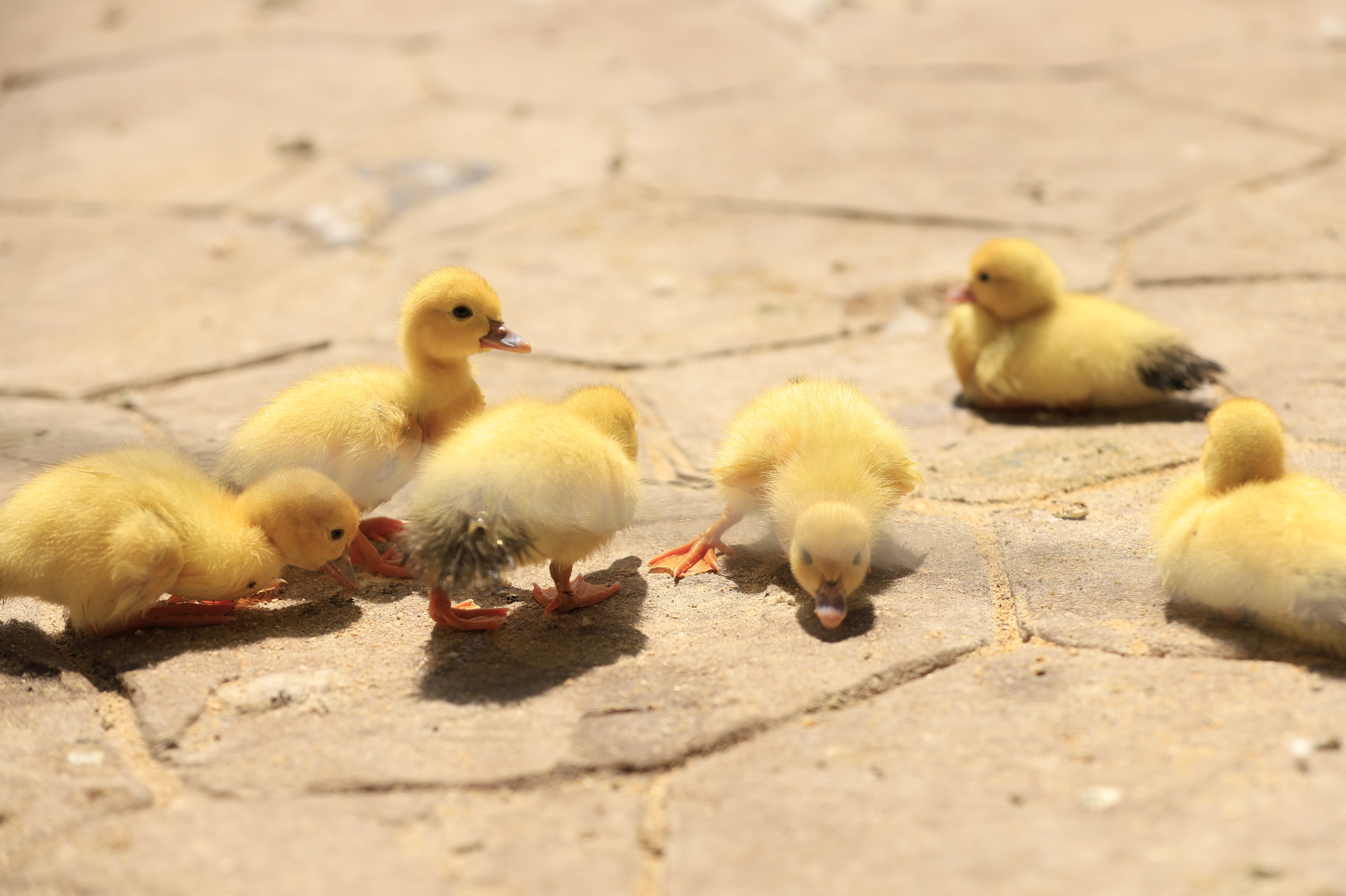 La Alamedilla vuelve a tener nuevos inquilinos amarillos