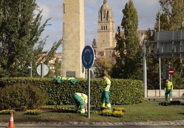 Nuevas vidas en Salamanca: más de 8.000 árboles y arbustos nuevos respiran en la ciudad en el último año