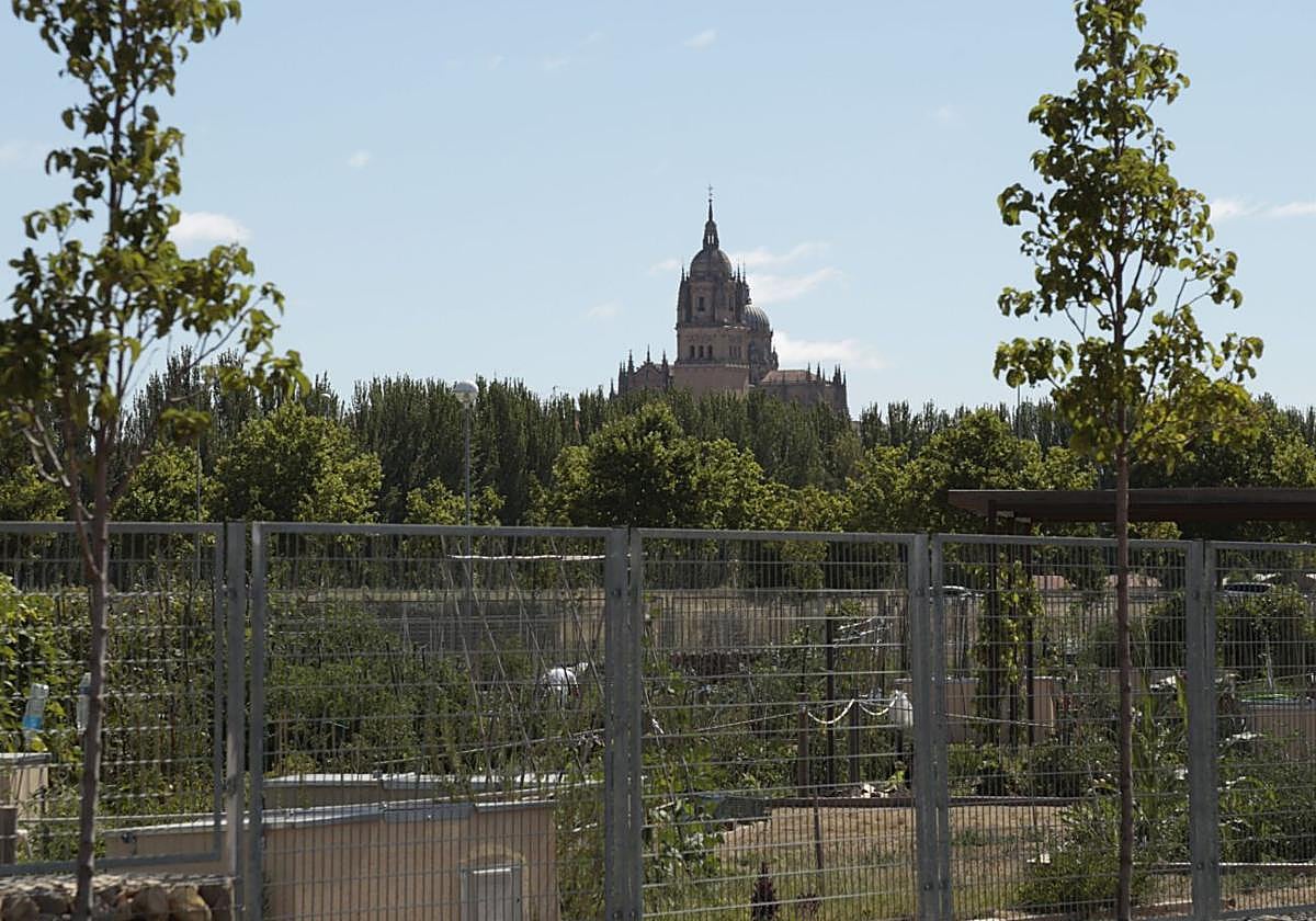 Huertos urbanos de Salamanca en una imagen de archivo