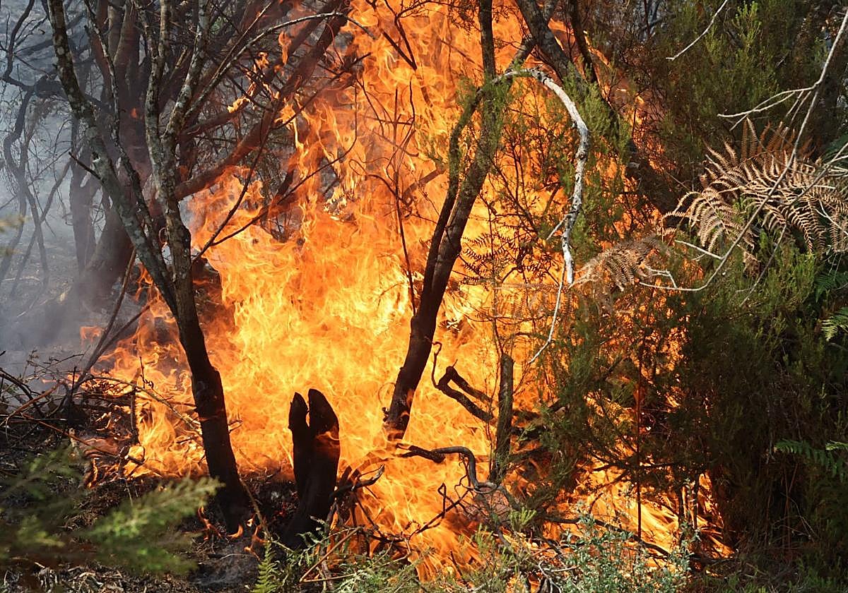 Imagen del fuego arrasando una zona de Salamanca.