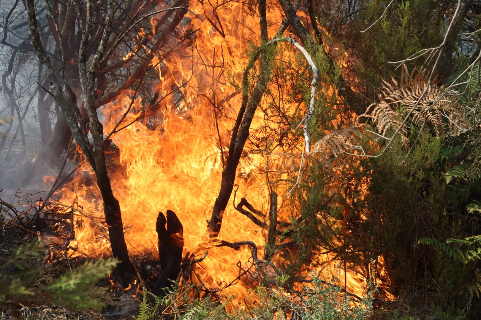 Las imágenes del incendio en La Alberca