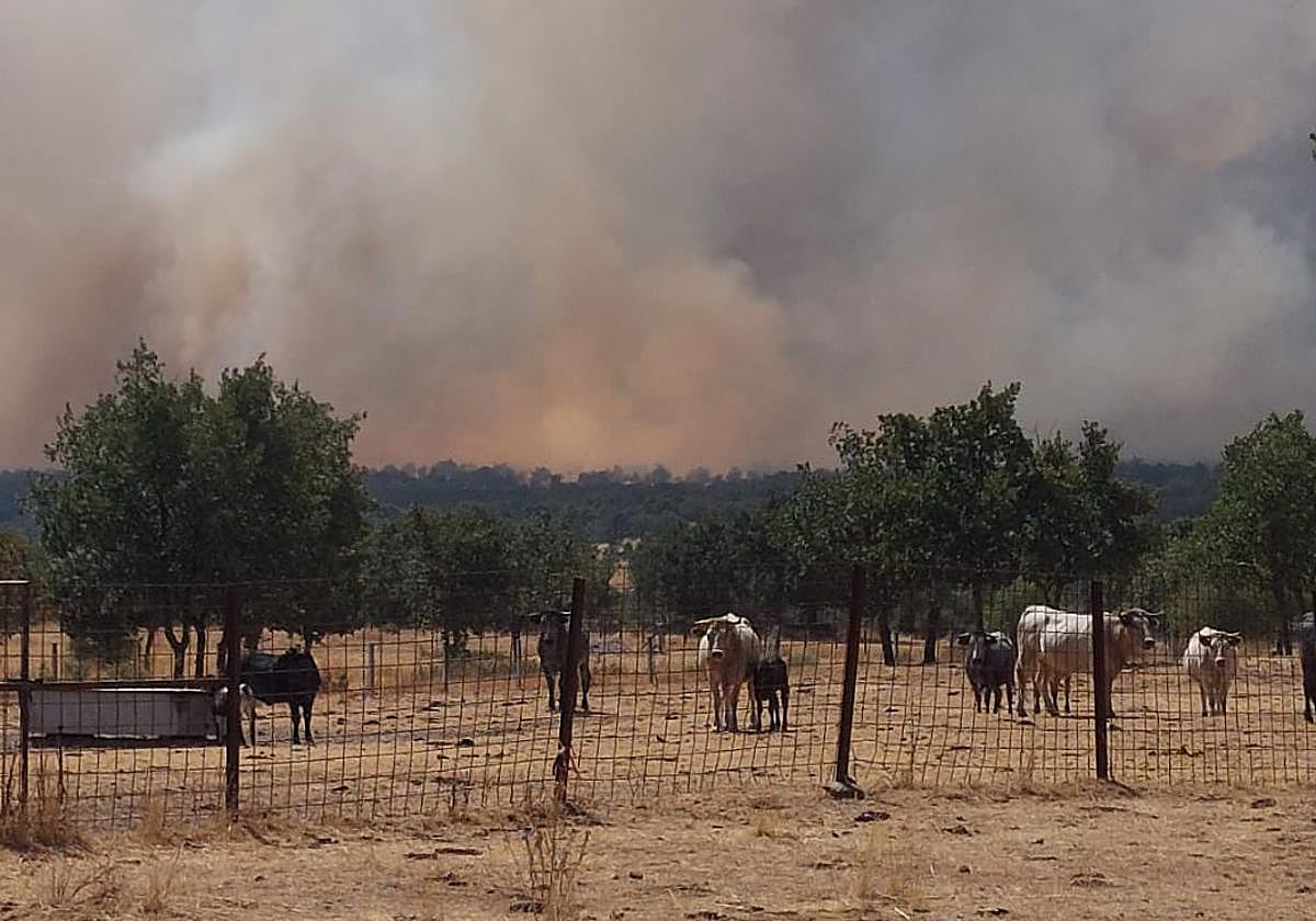 Incendio de Cipérez próximo a una explotación ganadera.