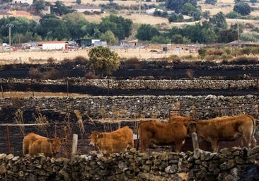 Piden forraje y agua para los ganaderos de Cipérez: «El ganado también tiene la mala costumbre de comer»