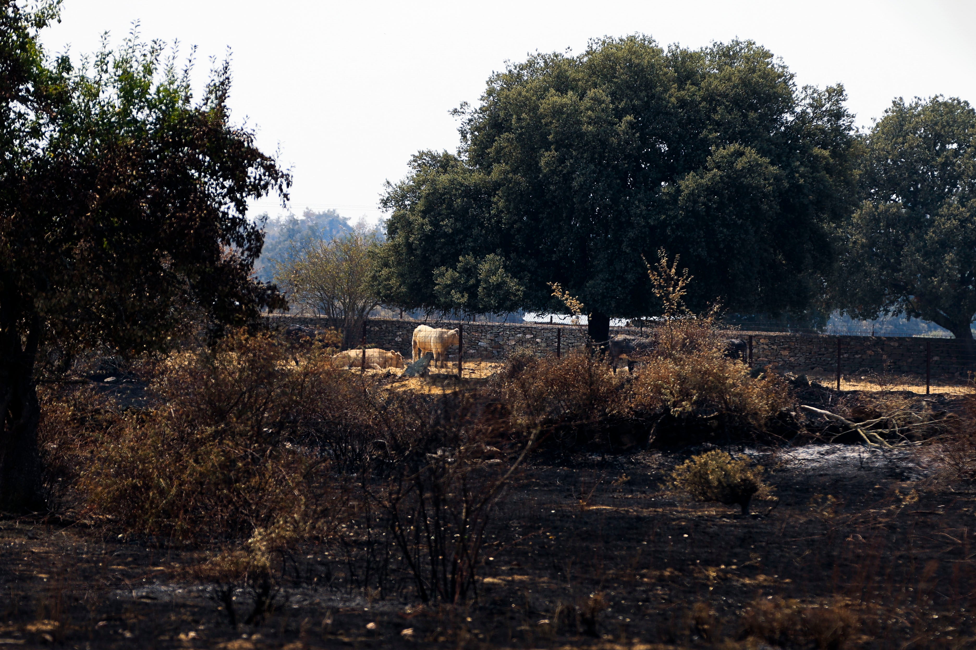 En imágenes, el rastro negro del mayor incendio de la provincia de Salamanca