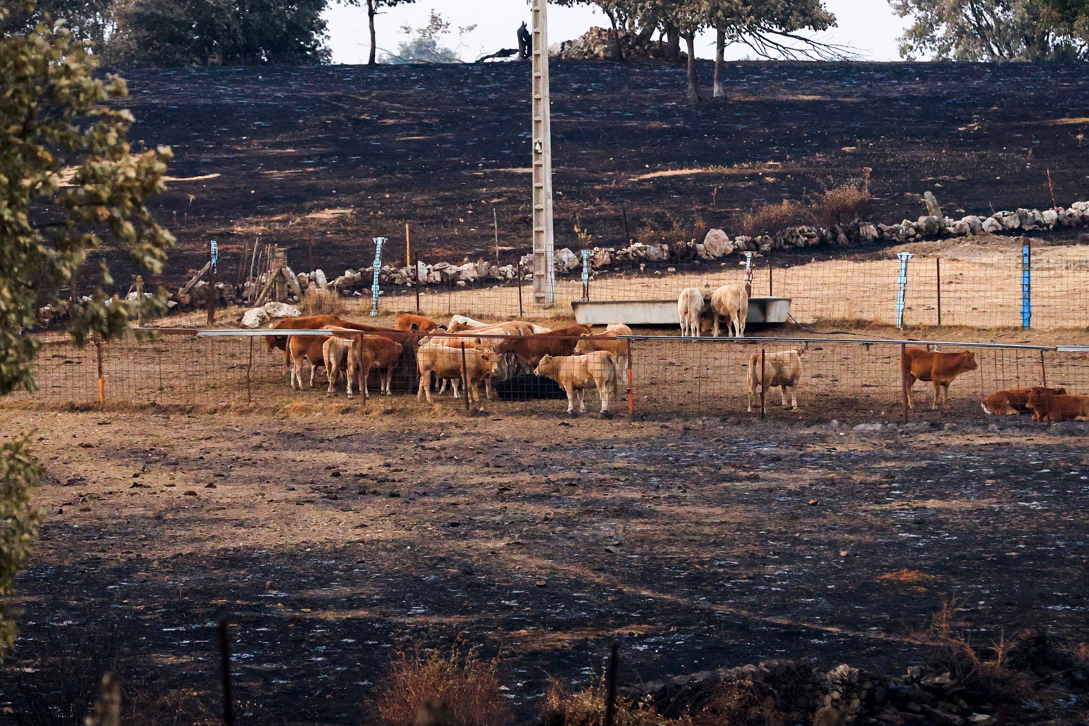 En imágenes, el rastro negro del mayor incendio de la provincia de Salamanca