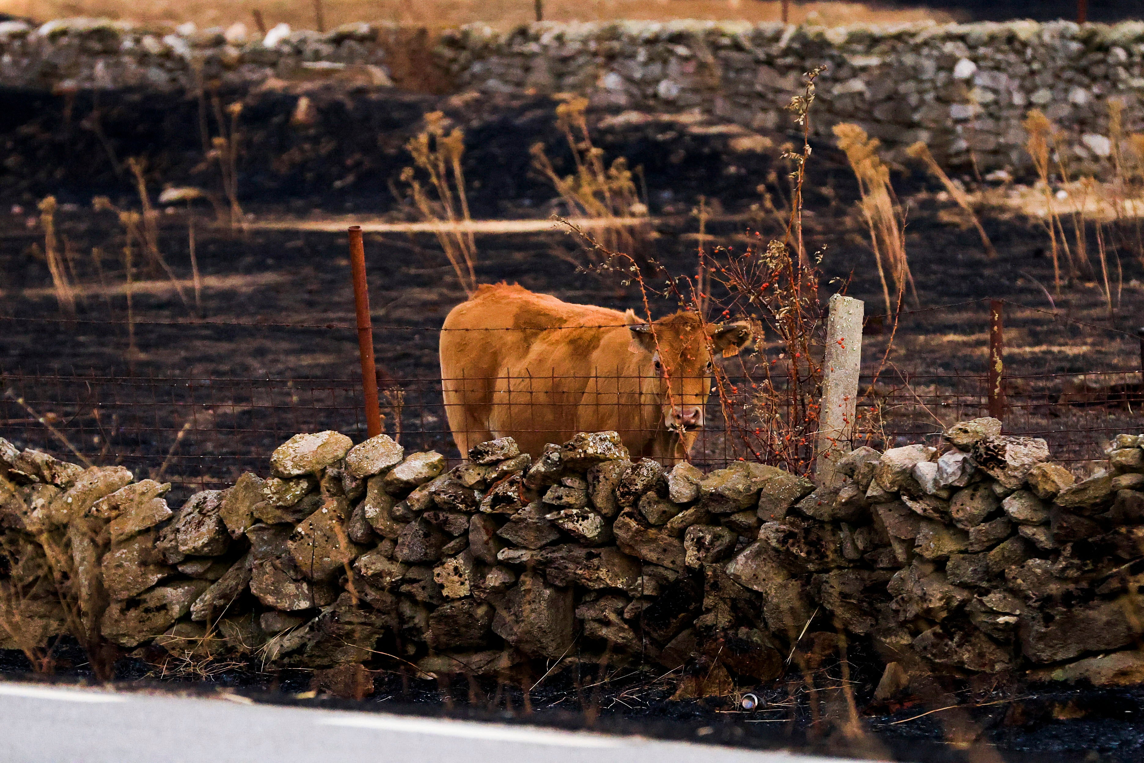 En imágenes, el rastro negro del mayor incendio de la provincia de Salamanca