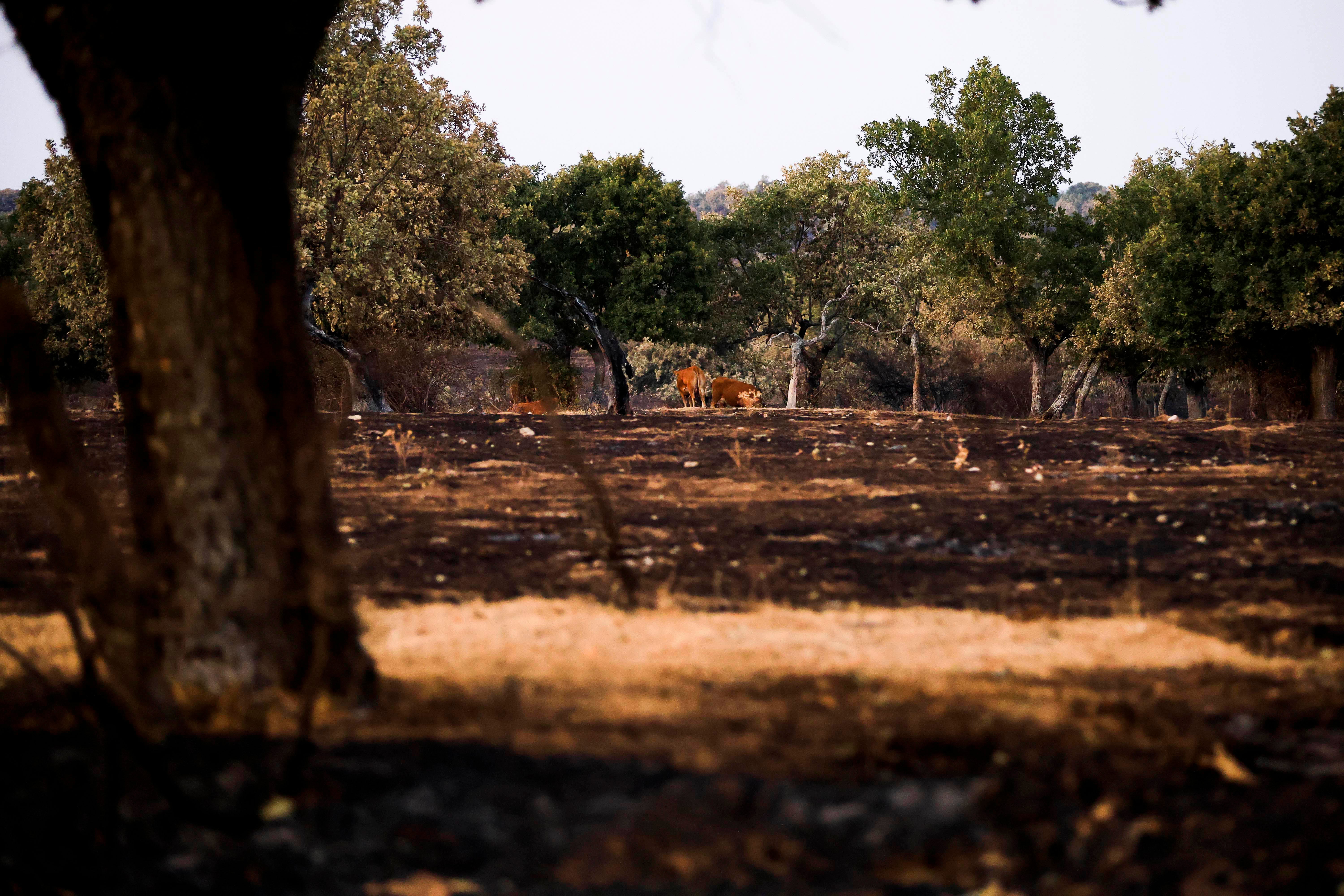 En imágenes, el rastro negro del mayor incendio de la provincia de Salamanca