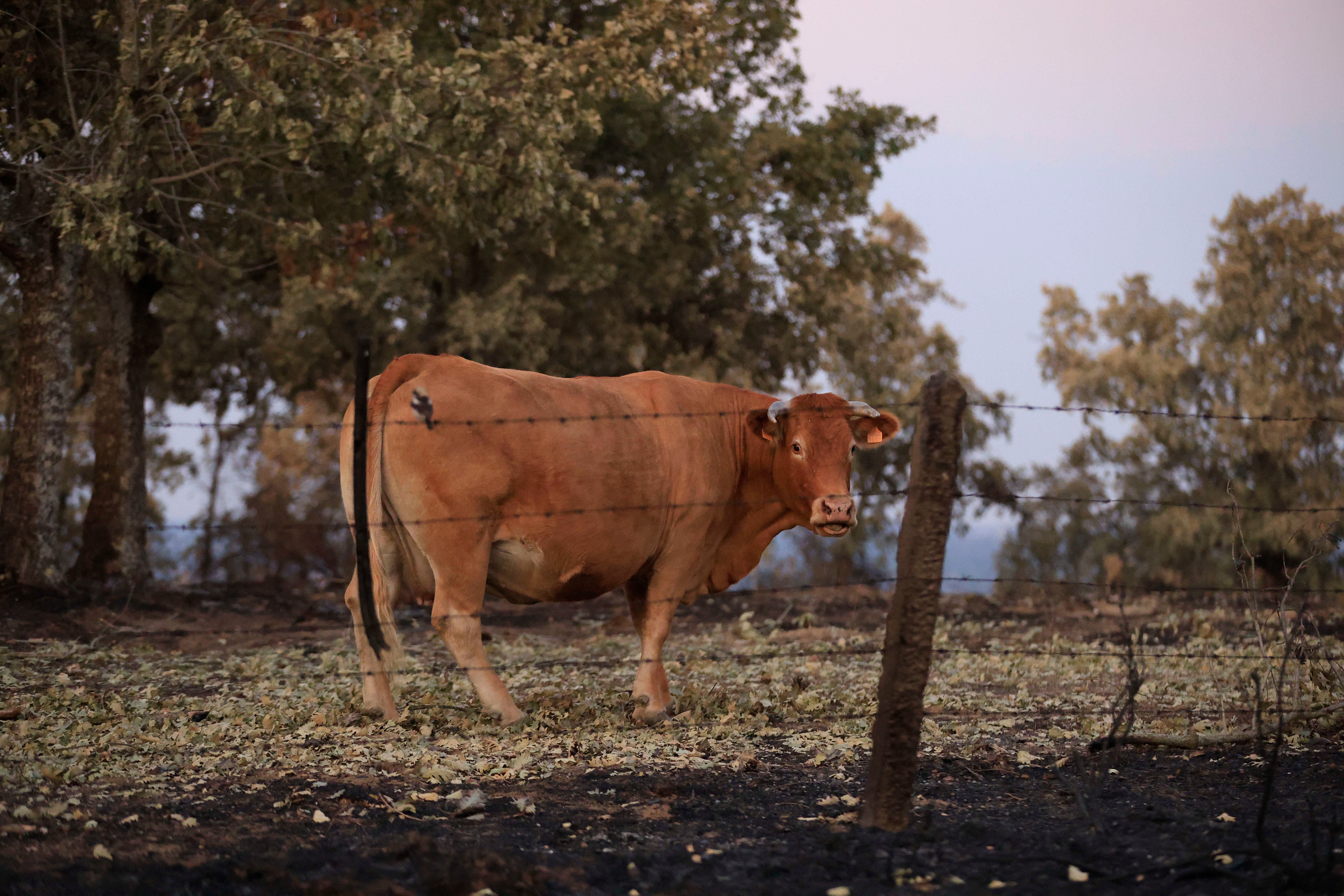En imágenes, el rastro negro del mayor incendio de la provincia de Salamanca