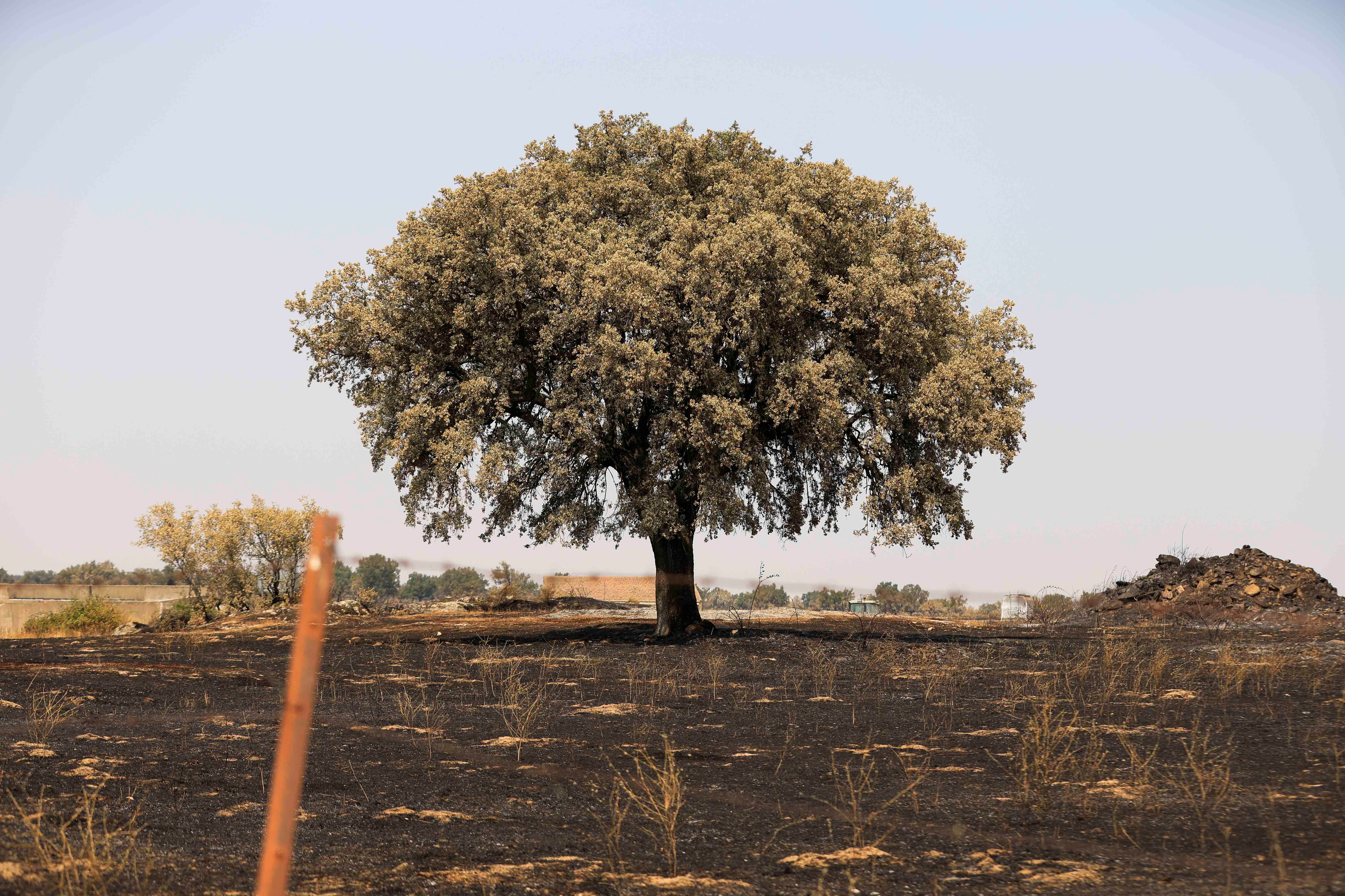 En imágenes, el rastro negro del mayor incendio de la provincia de Salamanca