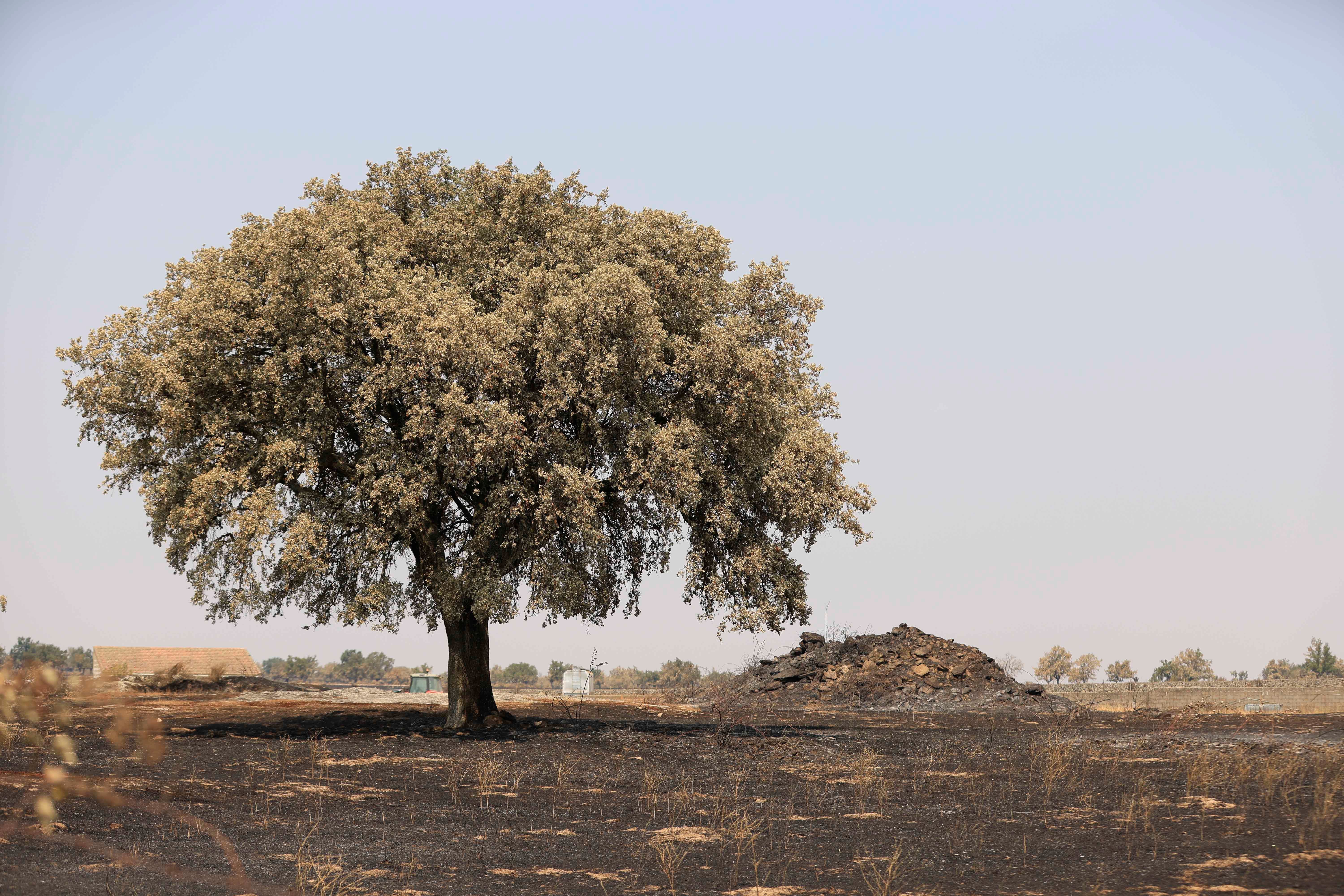 En imágenes, el rastro negro del mayor incendio de la provincia de Salamanca