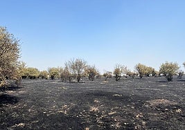 Así ha quedado el terreno en el término municipal de Moronta