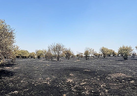 Así ha quedado el terreno en el término municipal de Moronta