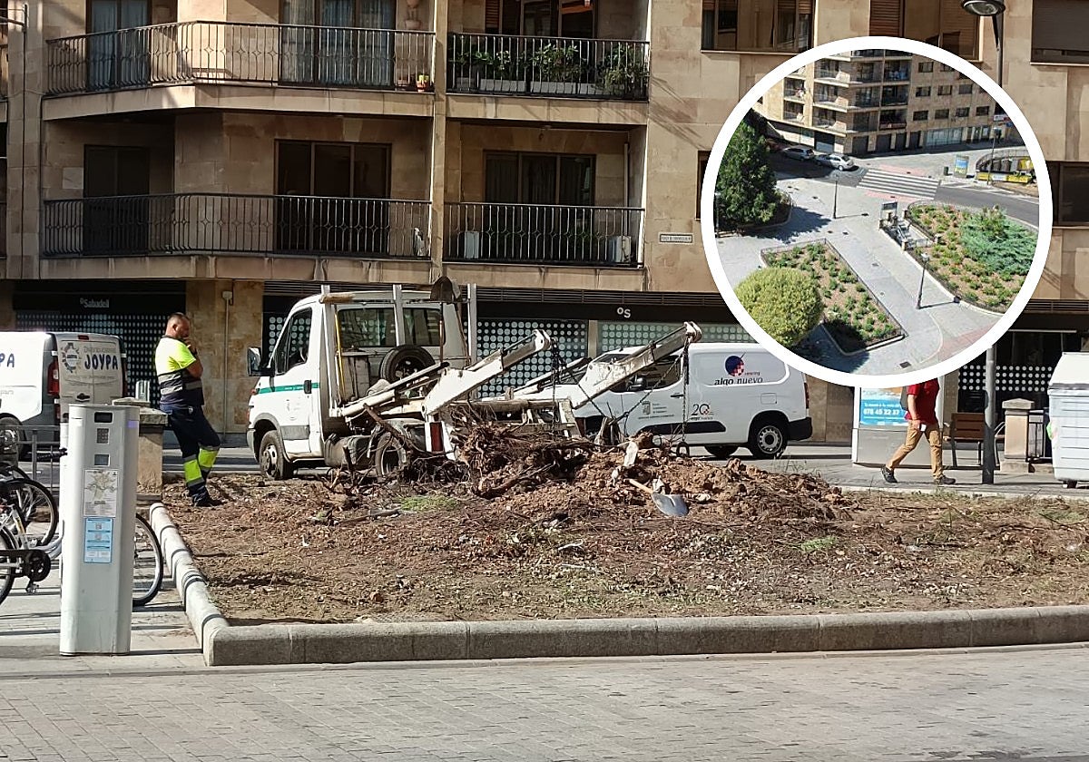 Un grúa arranca el gran arbusto de la plazuela de Santa Eulalia.