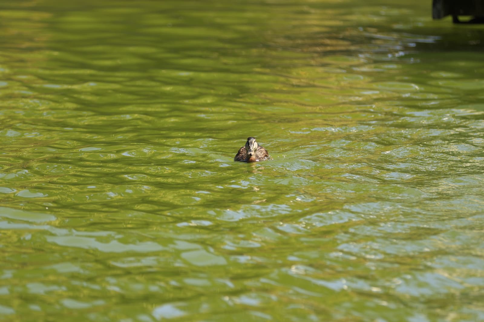 Así son los nuevos inquilinos que habitan el parque de Jesuítas