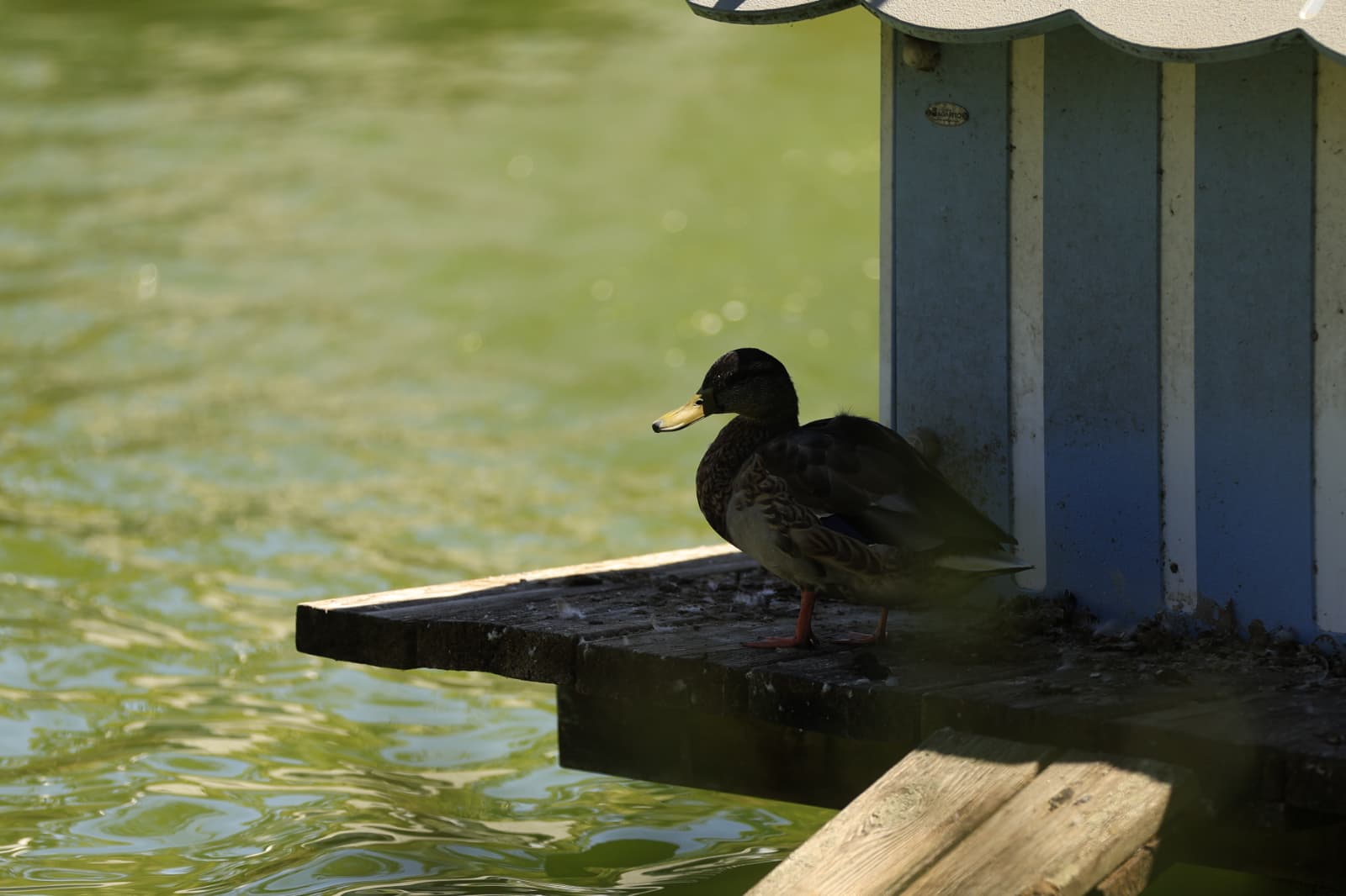 Así son los nuevos inquilinos que habitan el parque de Jesuítas