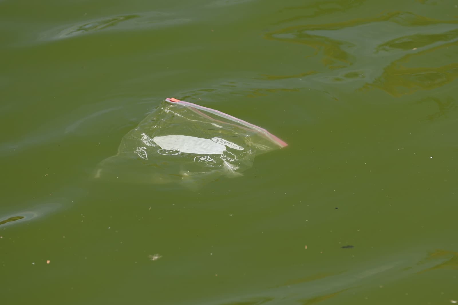 Así son los nuevos inquilinos que habitan el parque de Jesuítas