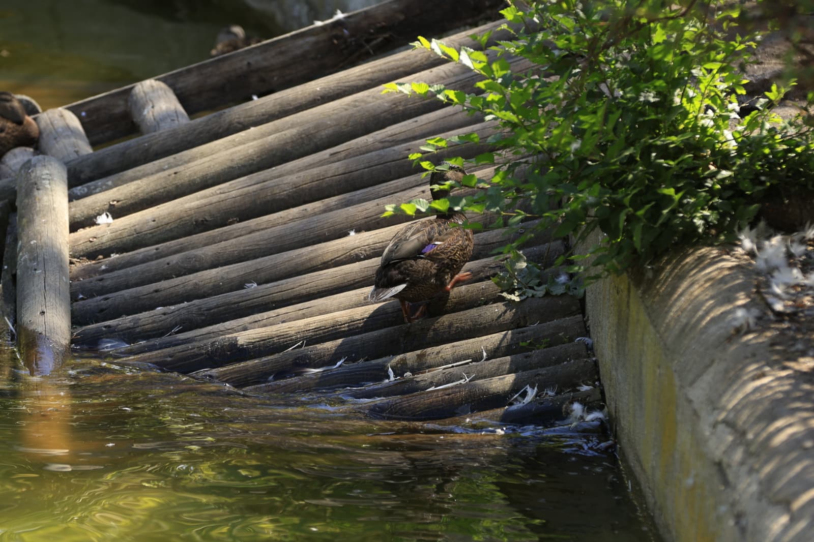 Así son los nuevos inquilinos que habitan el parque de Jesuítas