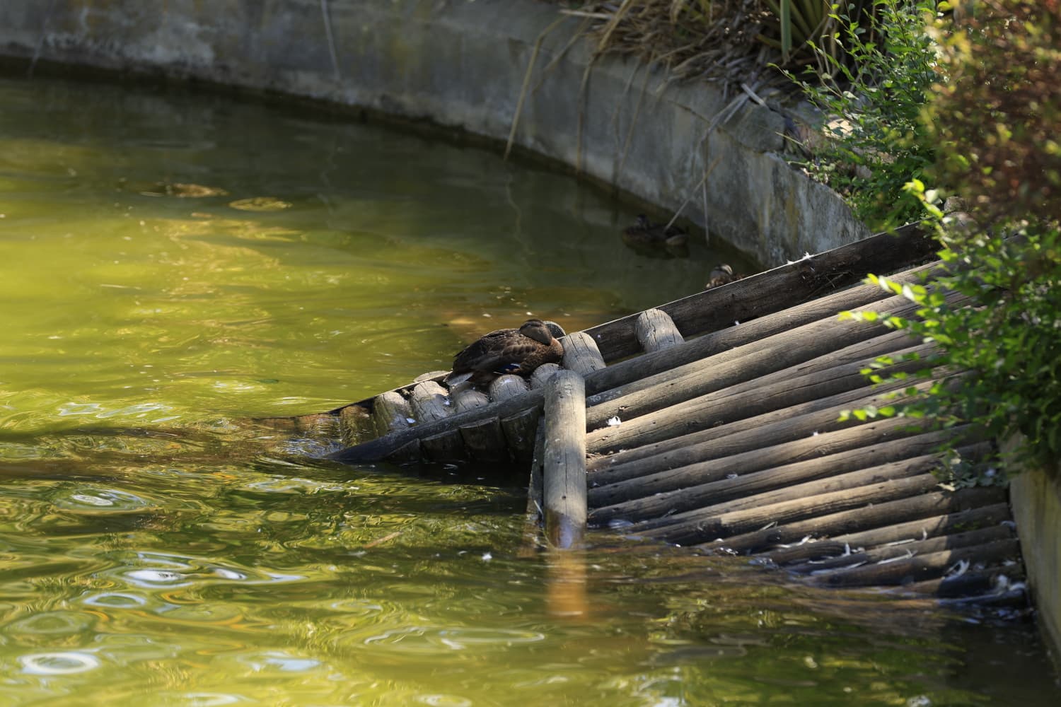 Así son los nuevos inquilinos que habitan el parque de Jesuítas