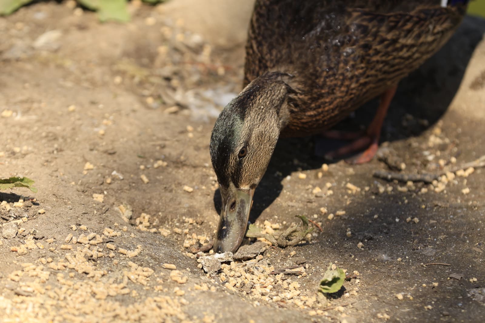 Así son los nuevos inquilinos que habitan el parque de Jesuítas