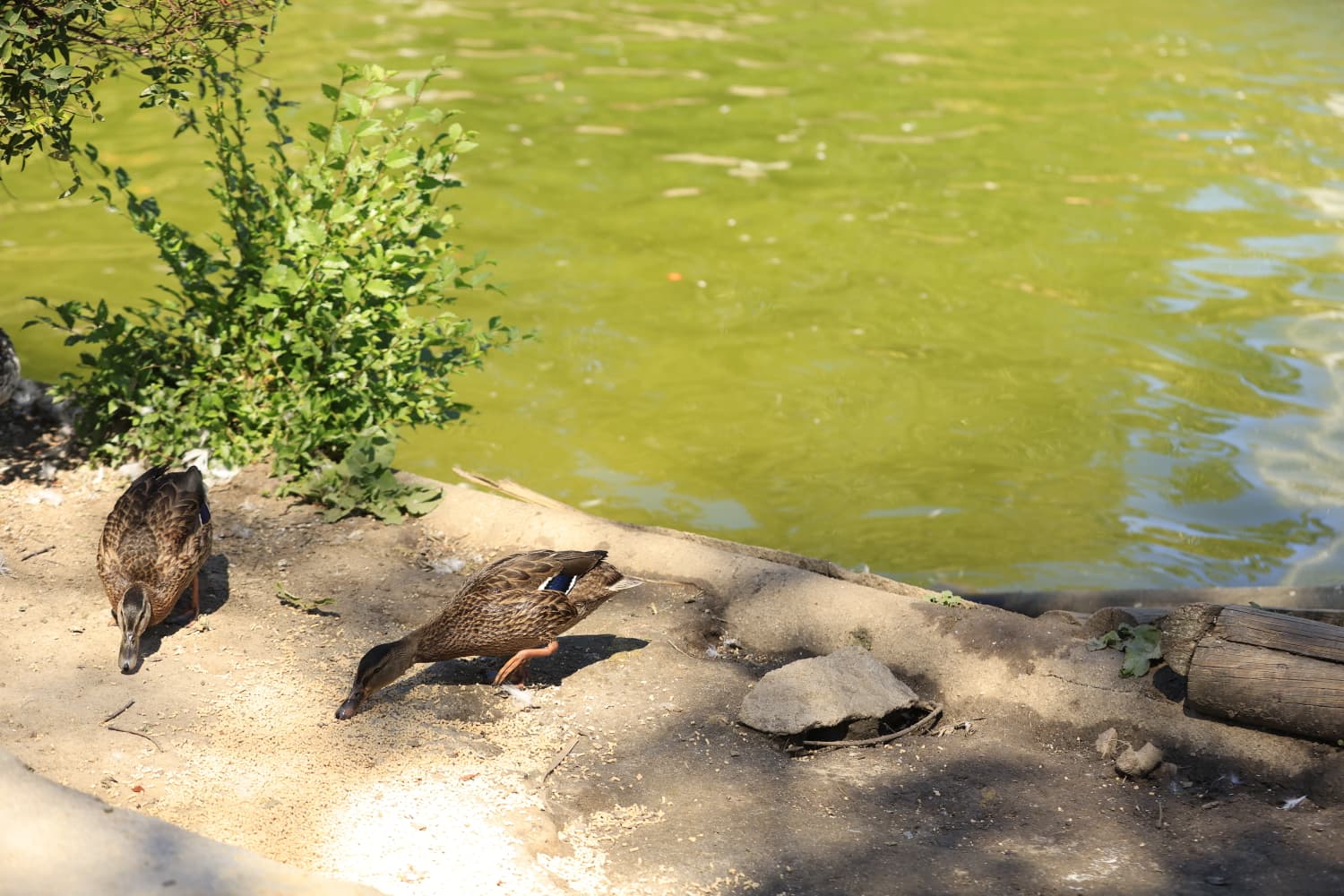 Así son los nuevos inquilinos que habitan el parque de Jesuítas