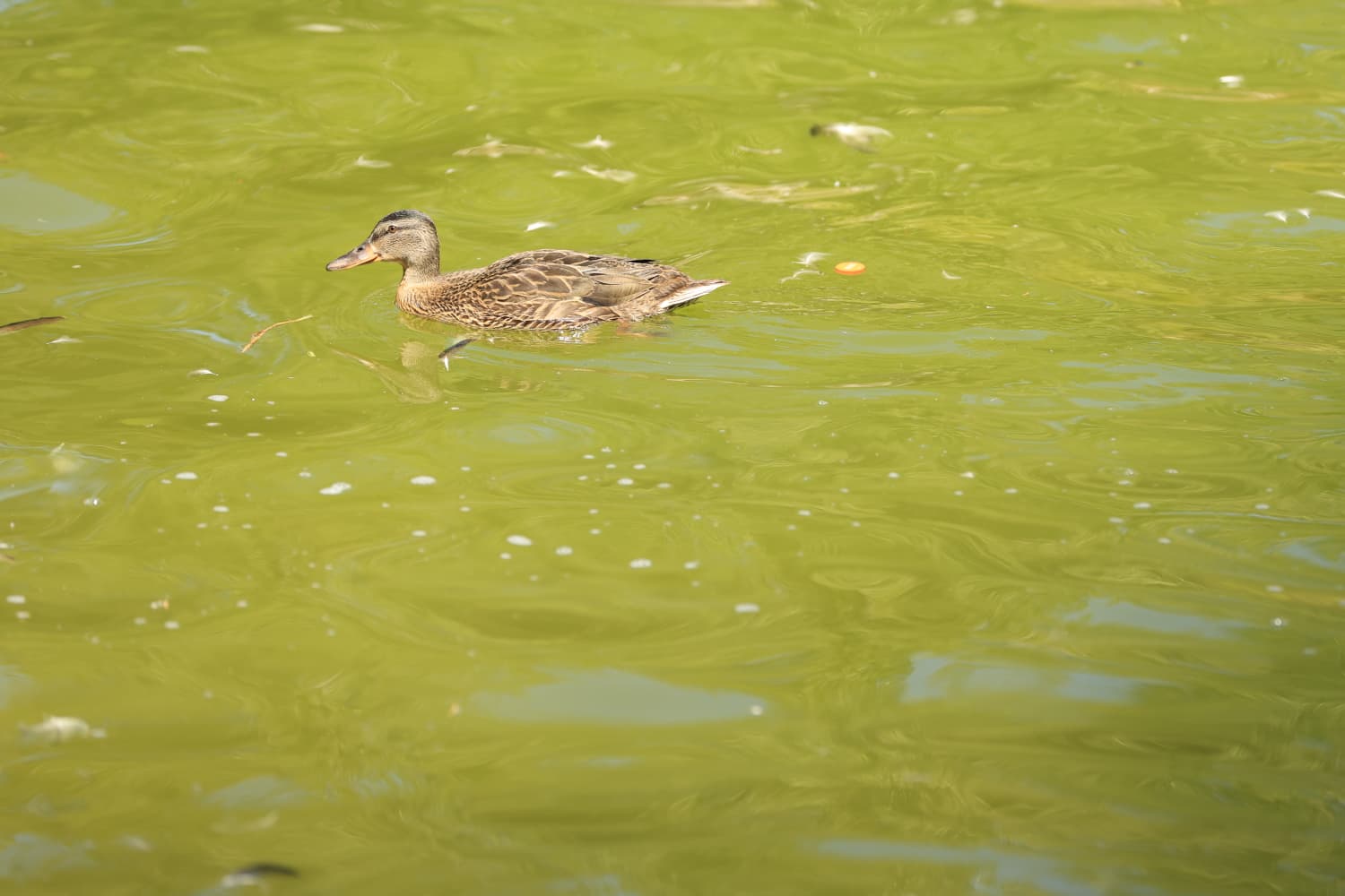Así son los nuevos inquilinos que habitan el parque de Jesuítas