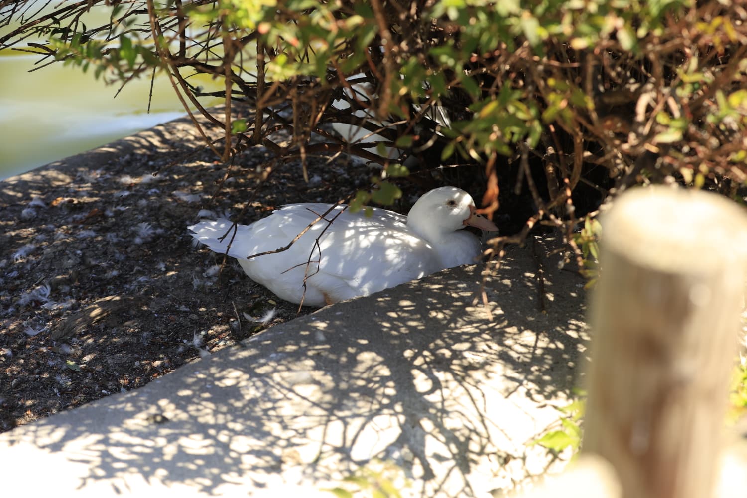 Así son los nuevos inquilinos que habitan el parque de Jesuítas
