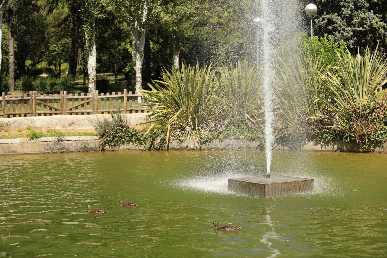 Así son los nuevos inquilinos que habitan el parque de Jesuítas