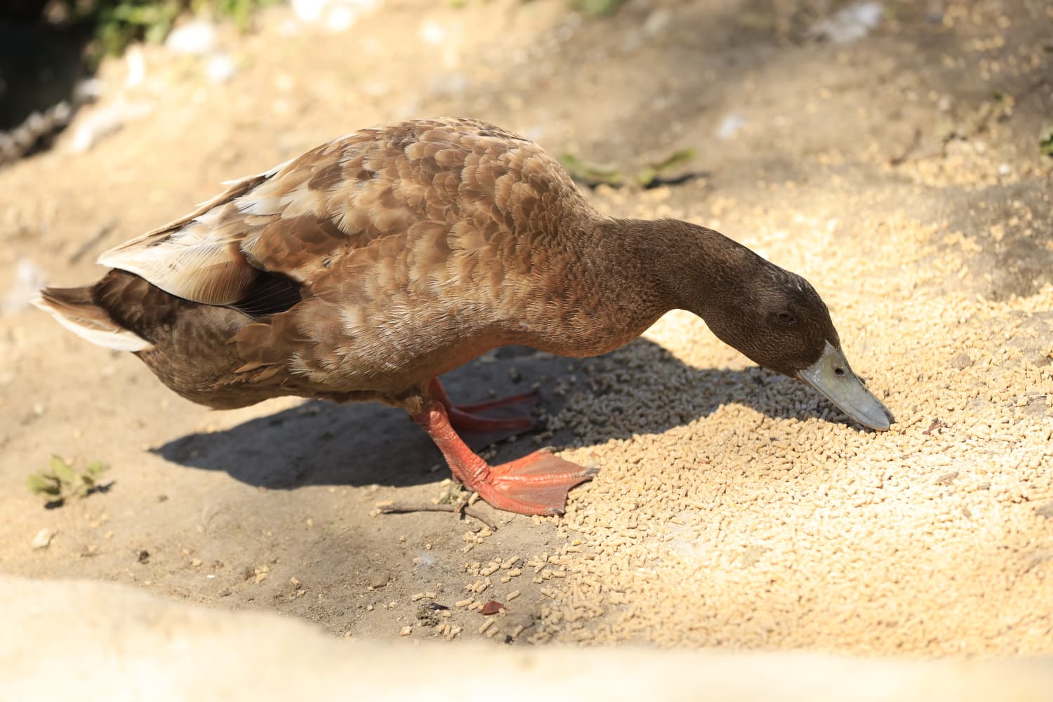 Así son los nuevos inquilinos que habitan el parque de Jesuítas