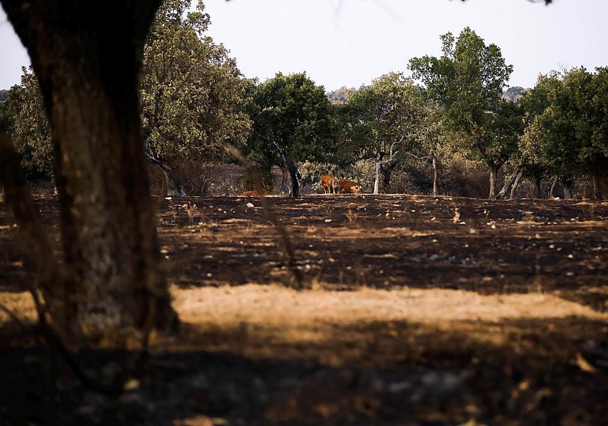 Superficie quemada en el incendio de Cipérez.