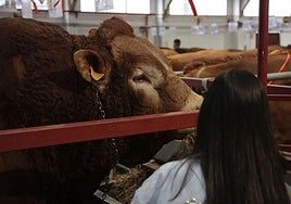 Imagen de la Salamanq en una imagen de archivo