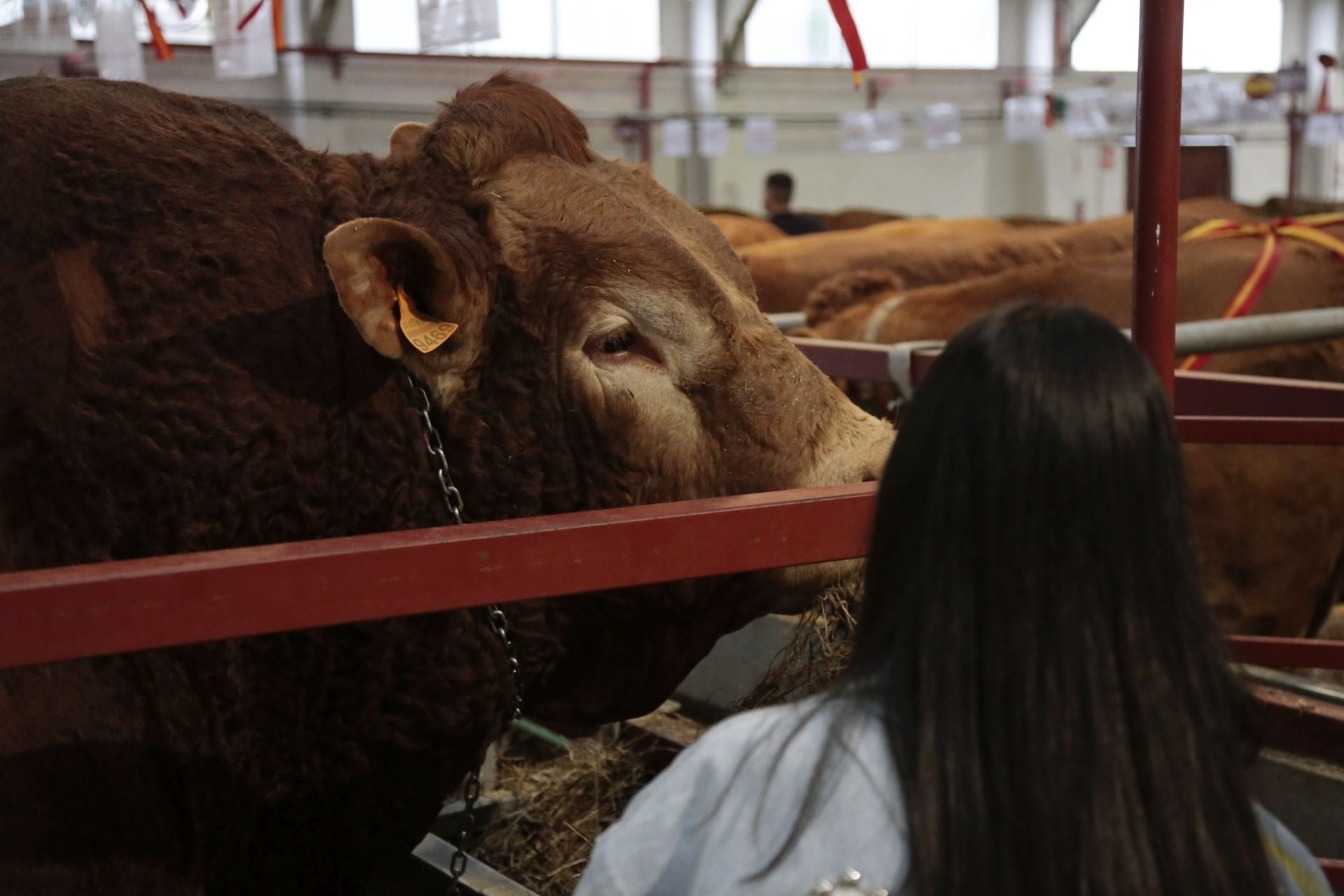 Imagen de la Salamanq en una imagen de archivo