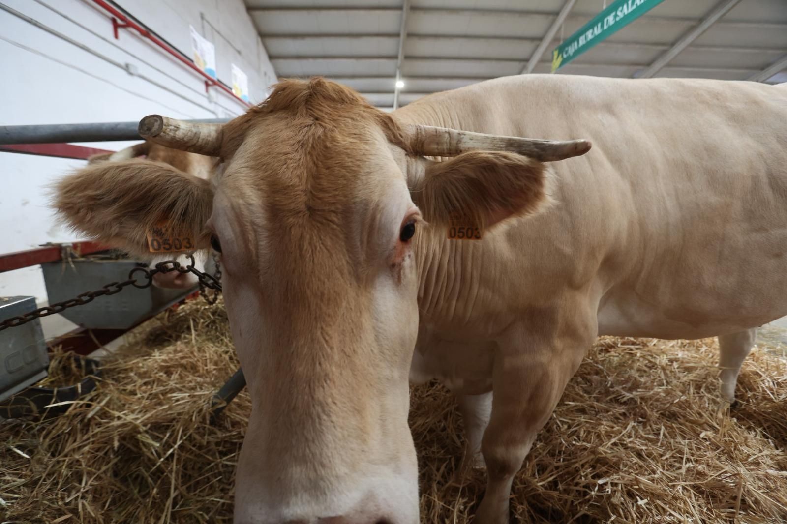 Así ha sido el comienzo de Salamaq, la tradicional cita de Salamanca con el campo