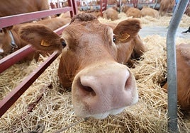 Vaca en la feria del ganado de Salamanca