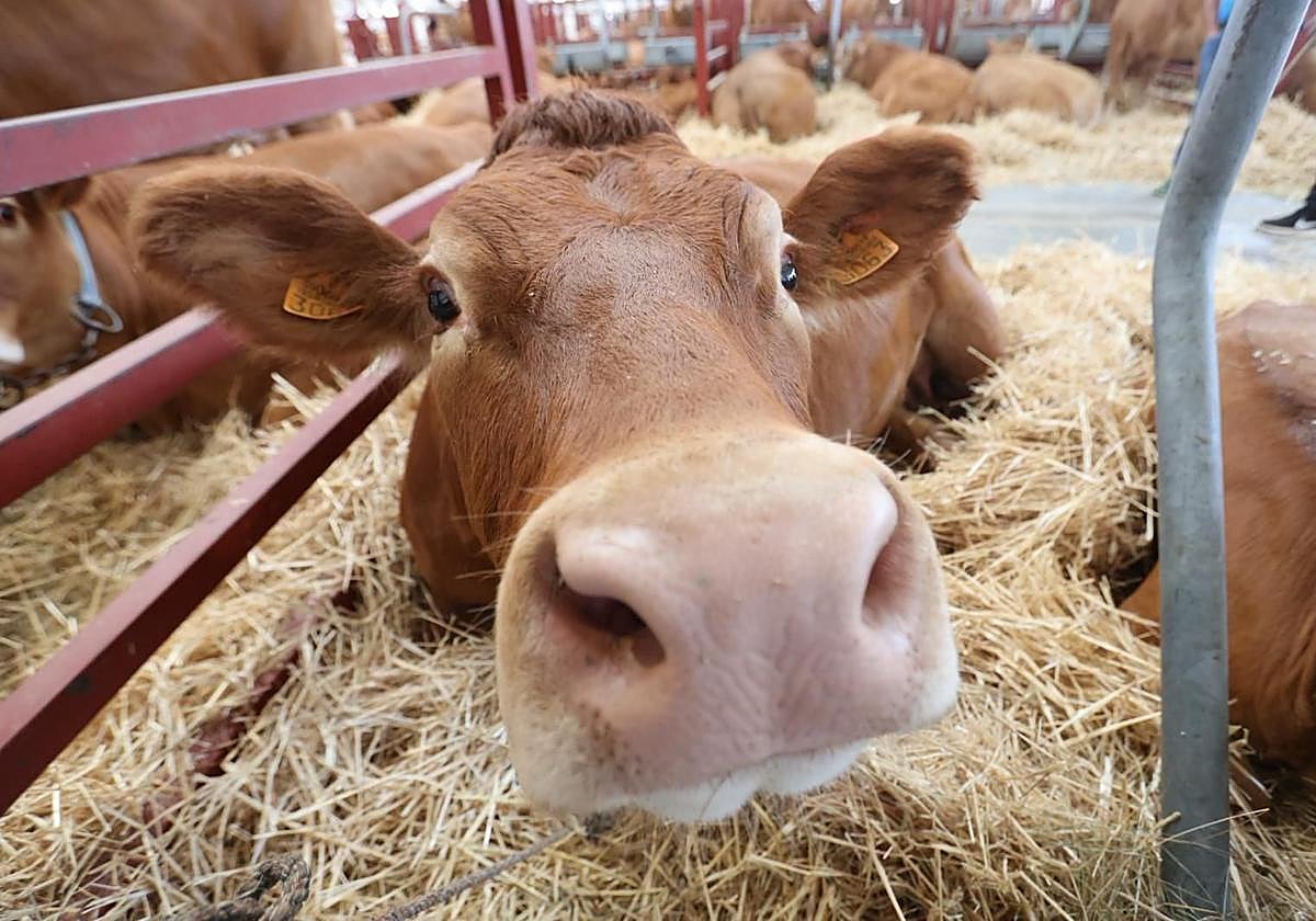 Así ha sido el comienzo de Salamaq, la tradicional cita de Salamanca con el campo