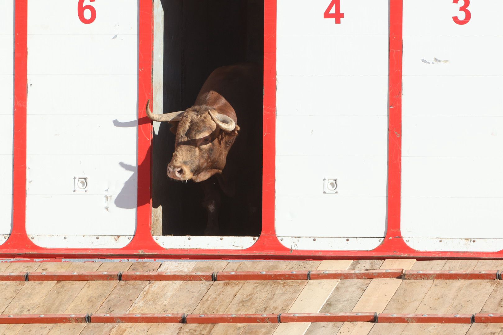 Los toros de la feria taurina de Salamanca se &#039;presentan&#039; en sociedad