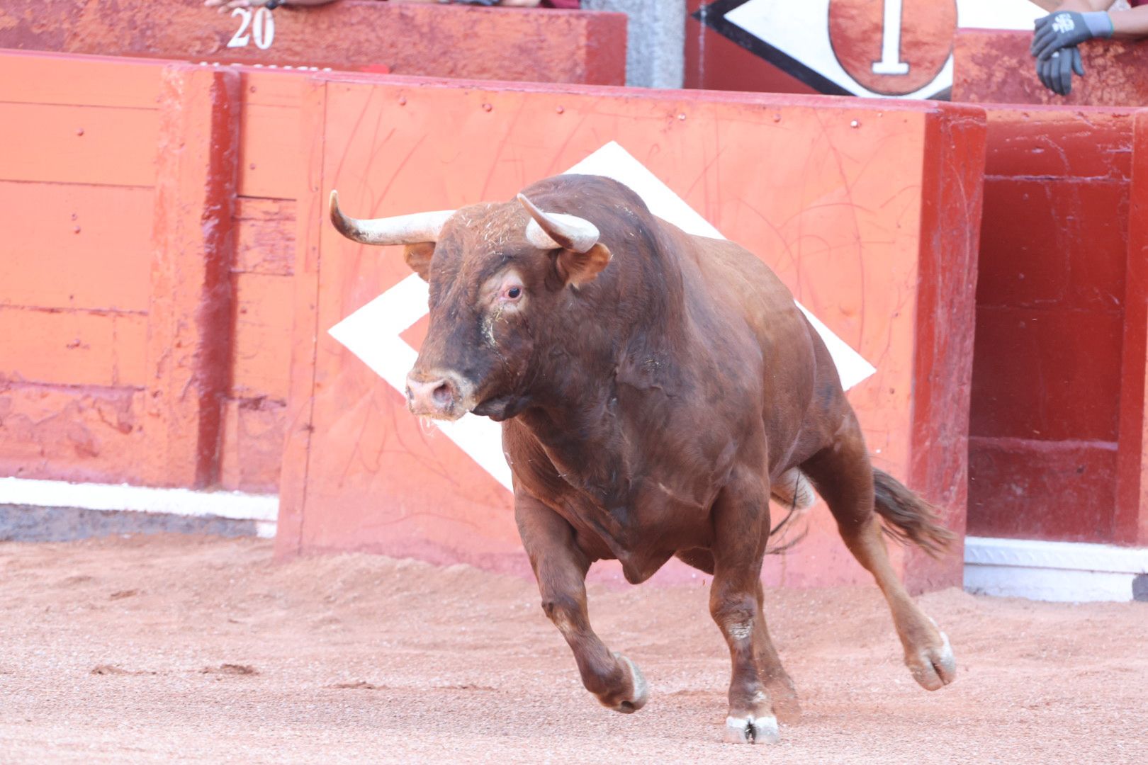 Los toros de la feria taurina de Salamanca se &#039;presentan&#039; en sociedad