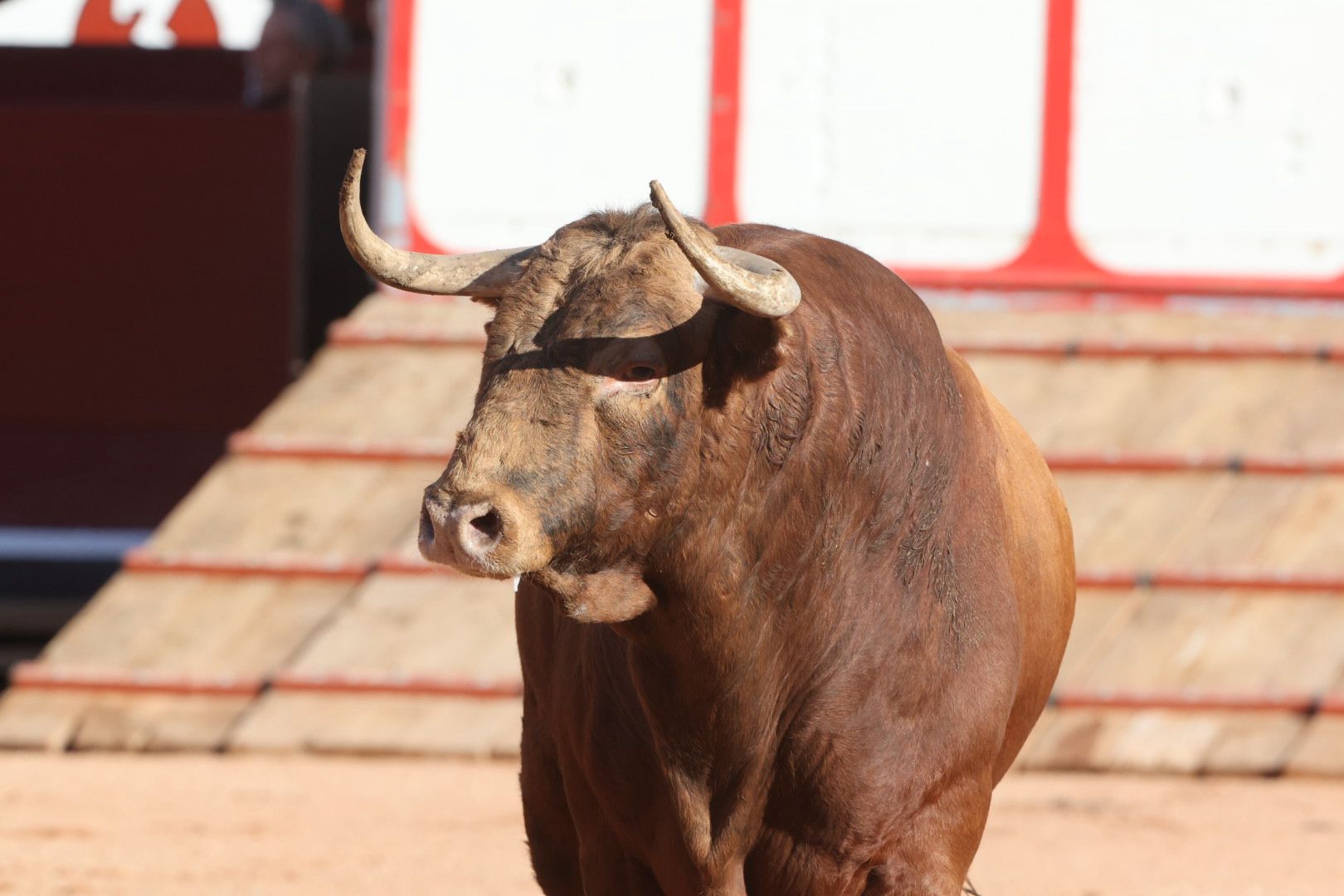 Los toros de la feria taurina de Salamanca se &#039;presentan&#039; en sociedad