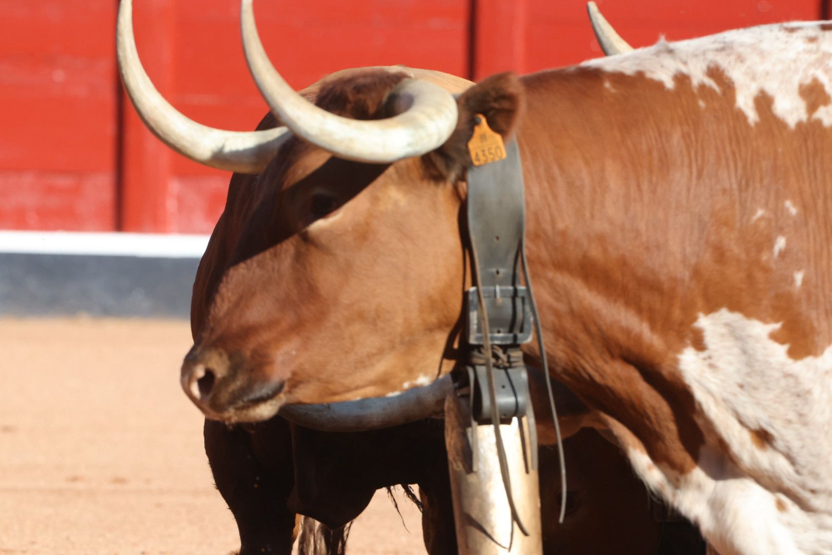 Los toros de la feria taurina de Salamanca se &#039;presentan&#039; en sociedad