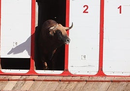 Los toros de la feria taurina de Salamanca se 'presentan' en sociedad