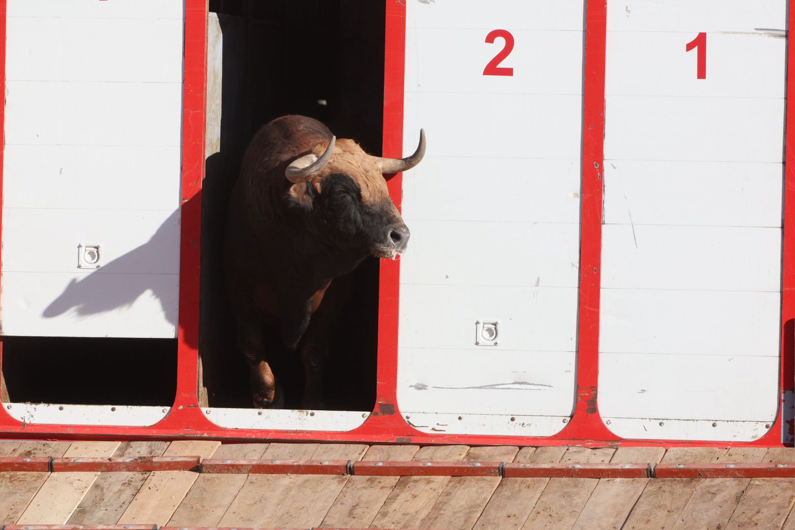 Los toros de la feria taurina de Salamanca se &#039;presentan&#039; en sociedad