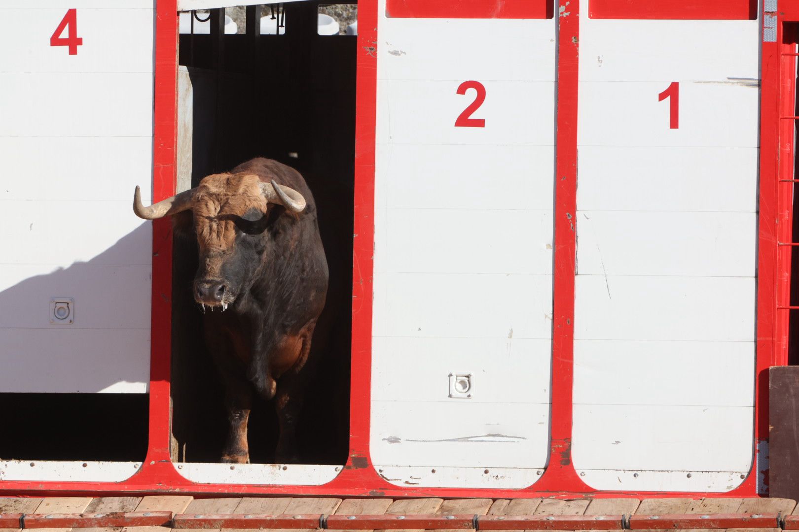 Los toros de la feria taurina de Salamanca se &#039;presentan&#039; en sociedad