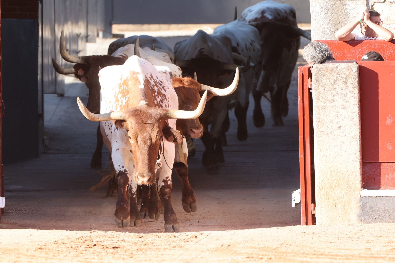Los toros de la feria taurina de Salamanca se &#039;presentan&#039; en sociedad