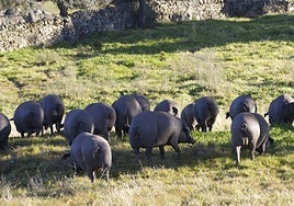 Cerdos ibéricos de la Denominación de Origen de Guijuelo.