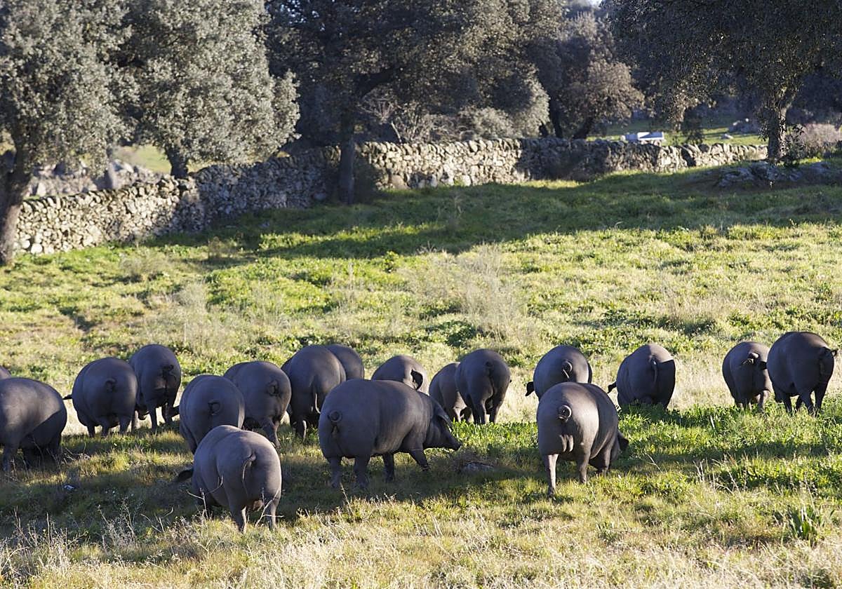 Cerdos ibéricos de la Denominación de Origen de Guijuelo.