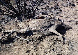 Ciervas en una zona afectada por los incendios de la sierra de la Culebra.