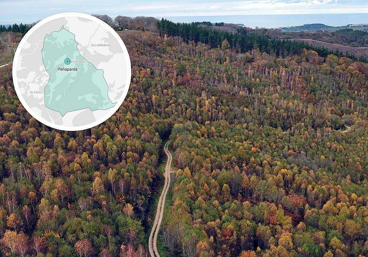 El pueblo de Salamanca que saca al mejor postor la apreciada leña de roble de un gran monte