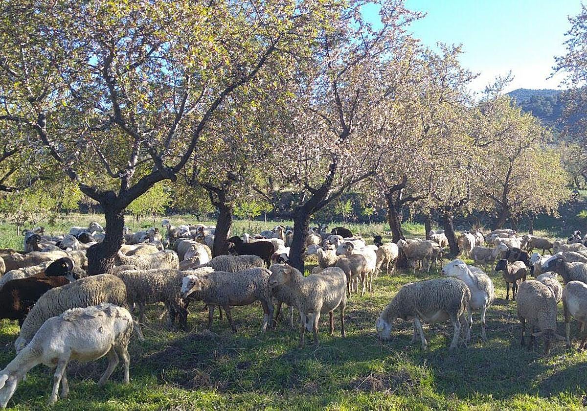 Ovejas pastando en una finca.