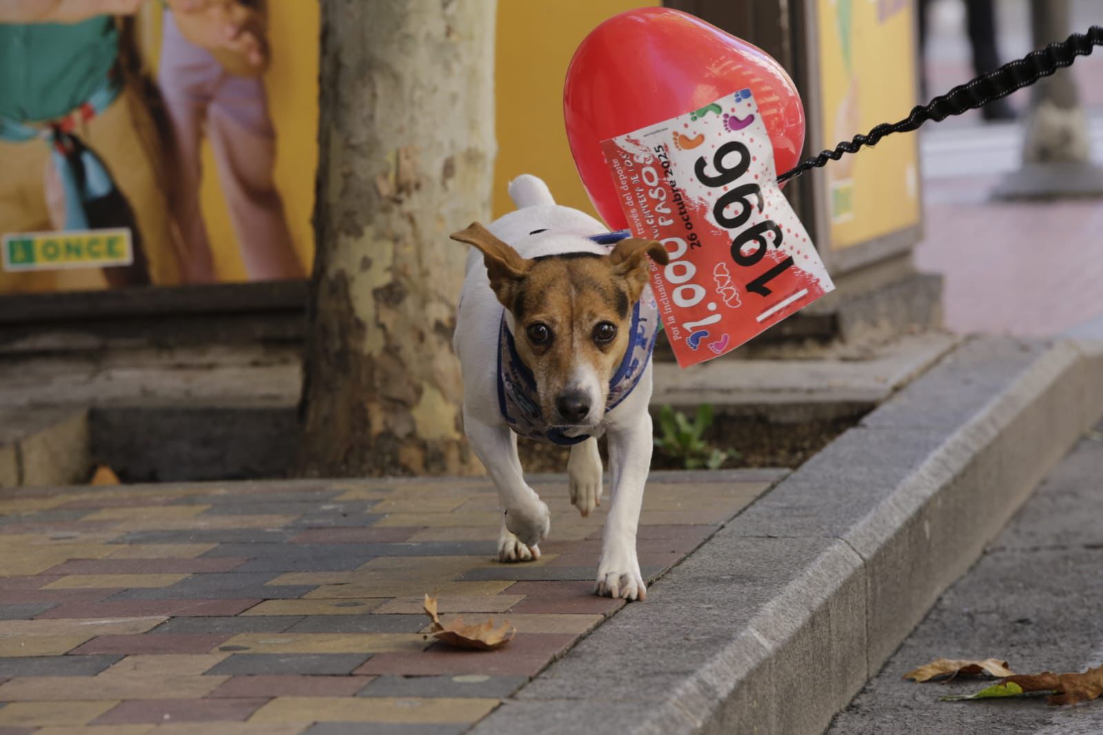 La inclusión inunda las calles de Salamanca con la carrera de los Mil Pasos