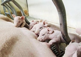 Crías mamando en una granja dedicada a la crianza de cerdos en una imagen de archivo.