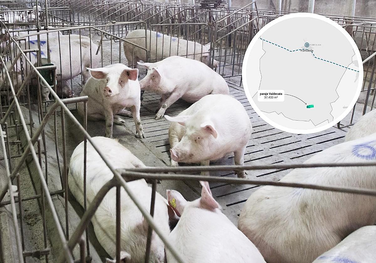 Ganado porcino y localización de la explotación en Forfoleda.